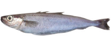 Our Range Of Frozen Fish Meat And Poultry